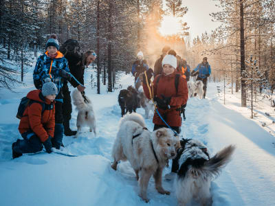 Nighttime Winter Dog Hiking in Ivalo