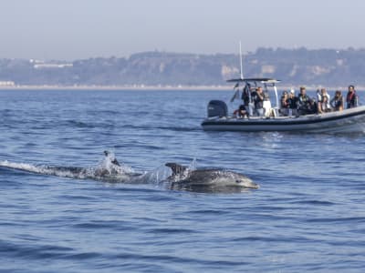 Avistamiento de delfines en lancha rápida desde Lisboa
