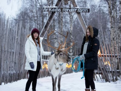 Reindeer Farm Visit from Kemi 
