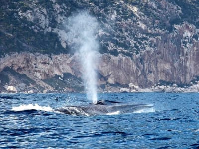 Excursión en barco para avistar ballenas en Orosei, Cerdeña