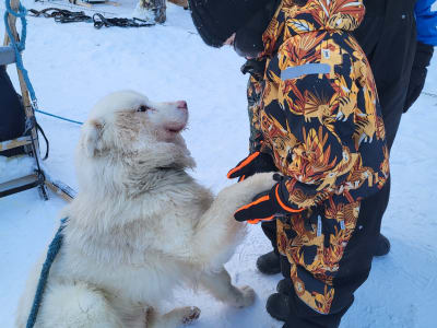 Taimyr Dog Kennel Visit in Inari