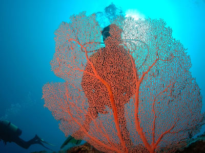 Exploration dive in Belle Mare, Mauritius for certified divers