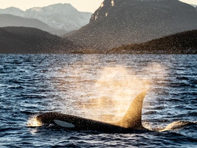 Safari en Barco Semirrígido para Avistar Ballenas desde Skjervøy