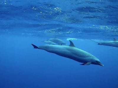 Dolphin and Whale Watching in Les Trois-Îlets, Martinique