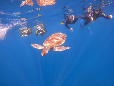 Excursion en bateau de snorkeling à Costa Adeje, Tenerife