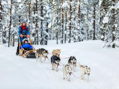 Excursión en Trineo de perros en Les Carroz d'Arâches, Le Grand Massif