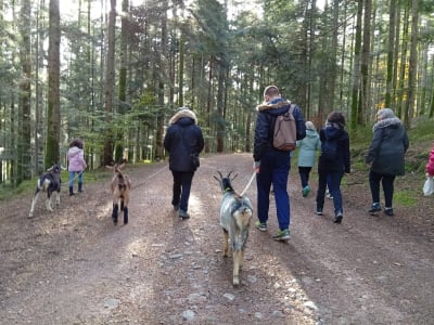 Wandern mit dem Packesel in Luvigny, Vogesen
