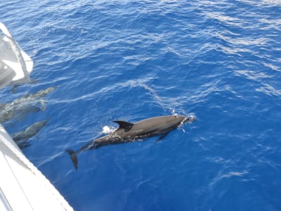 Observation en catamaran des baleines et des dauphins à La Réunion depuis Le Port