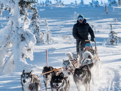 Journée intermédiaire de chiens de traîneau à Sälen  