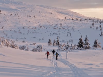 Freeride Skifahren im Nationalpark Pallas-Yllästunturi ab Äkäslompolo