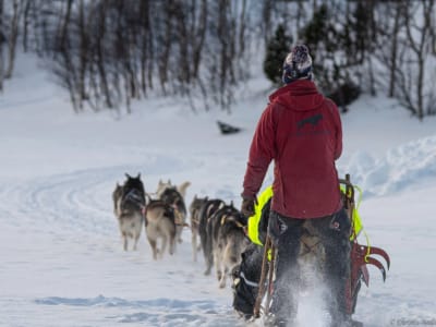 Self-drive Dog Sledding Tour from Sulitjelma in Fauske near Bodø