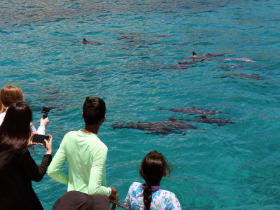 Zipline & Dolphin Watching Snorkel Adventure on Oahu