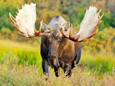 Guided Moose Safari from Kemi