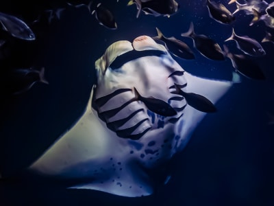 Snorkel a la luz de la luna en Big Island con mantarrayas, desde Kailua-Kona