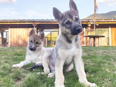 Visite d'un chenil d'huskies de Sibérie au Val d'Azun, Cauterets
