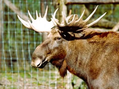 Ranua Wildlife Park Tour from Rovaniemi 