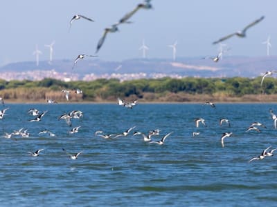 Excursión en barco para observar aves en el estuario del Tajo, desde Lisboa