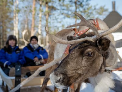 Paseo nocturno en trineo de renos desde Rovaniemi