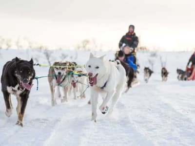 Excursion de conduite de traîneau à chiens au Camp Aspemo au départ de Tromsø
