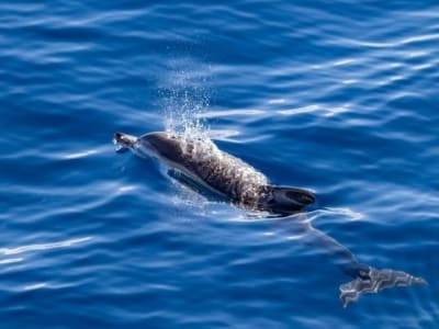 Observation des cétacés sur l'île de Terceira, Açores