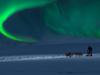Northern Lights Self-drive Dog Sledding Excursion in Alta
