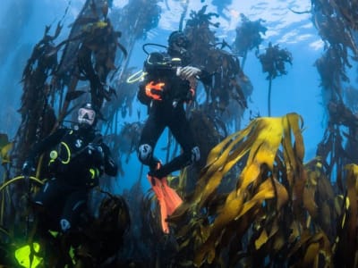  Kelp Forest Shore Dive in Cape Town