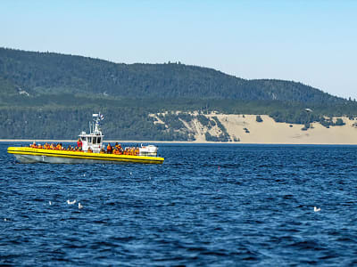 Croisière d'observation des baleines sur le Saint-Laurent depuis Québec