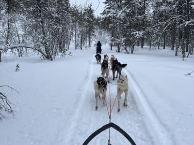 Selbstfahrer-Hundeschlittensafari im Skibotn-Tal ab Kilpisjärvi