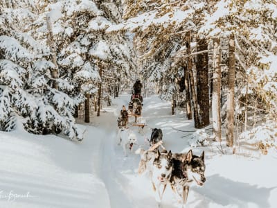 Excursion en traîneau à chiens en Gaspésie, dans la vallée de la Matapédia