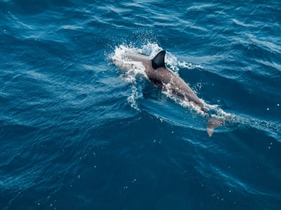 Delfinbeobachtungstour bei Sonnenuntergang ab Rovinj