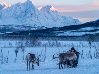 Rentierfütterung und samisches Kulturerlebnis in Tromsø