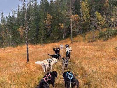 Autumn Cart Dog Sledding Ride in Elsfjord near Mosjøen