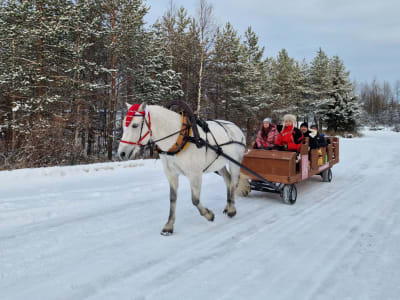 Finnpferd-Schlittenfahrt beim Weihnachtsmanndorf in Rovaniemi