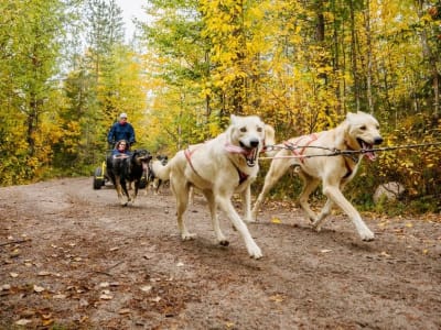 Herbstliche Husky-Kutschfahrt in Rovaniemi