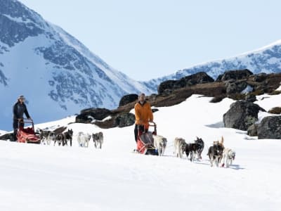 Full-Day Self-Drive Dog Sledding in Jotunheimen National Park from Randsverk