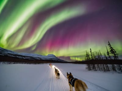 Abendlicher Selbstfahrer-Hundeschlittenausflug in Malangen bei Tromsø