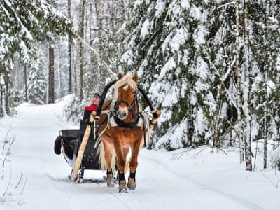 3 km Schlittenfahrt beim Weihnachtsmanndorf in Rovaniemi