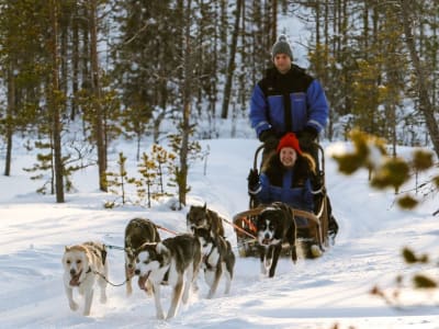 Safari Autoguiado en Trineo de Perros desde Rovaniemi