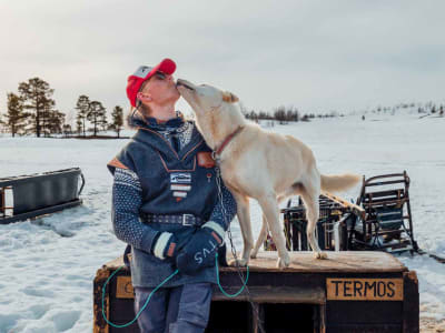 Visita a una residencia de huskies y cena bajo la aurora boreal en Tromsø