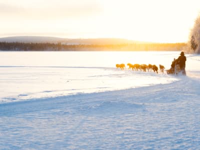 Promenade guidée en traîneau à huskies à Rovaniemi