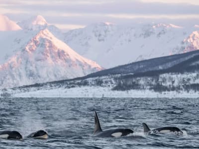 Safari responsable d'observation des baleines au départ de Tromsø