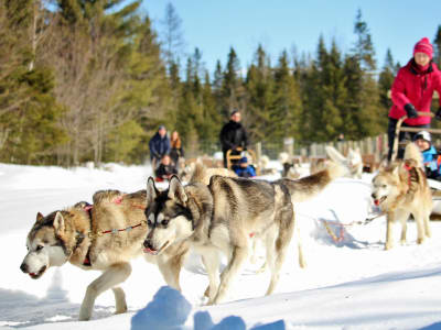 Dog Sledding near Quebec City, in Sainte-Christine-d'Auvergne