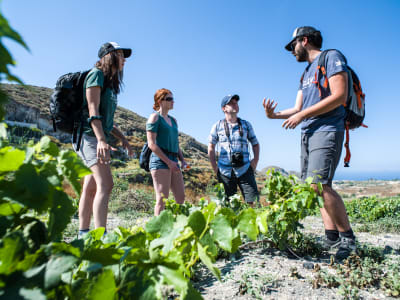 Vineyard Hike and Cooking Class near Akrotiri in Santorini