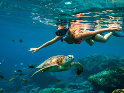 Snorkelling with Turtles from Saint-Gilles-les-Bains, Réunion Island