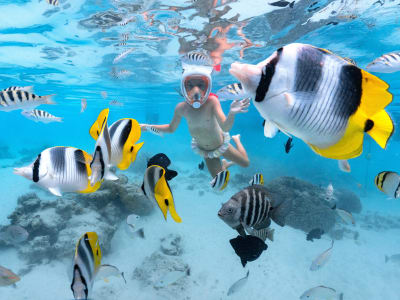 Snorkelling Safari in Moorea with Dolphins and in the Lagoon