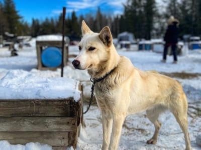 Besuch einer Huskies-Zuchtstätte in der Nähe von Saguenay, in La Baie