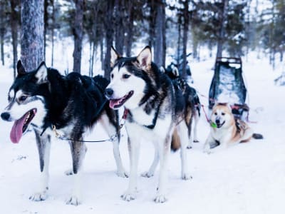 Excursion en chiens de traîneau dans la région d'Alta