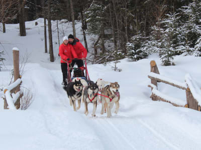 Dog Sledding Excursion in Arundel with Transport from Mont-Tremblant, Laurentians