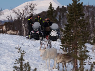 Snowmobile and Reindeer Feeding Experience from Tromsø