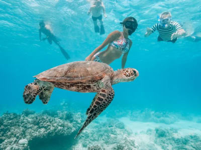 Snorkel with turtles at O'ahu's Turtle Canyon